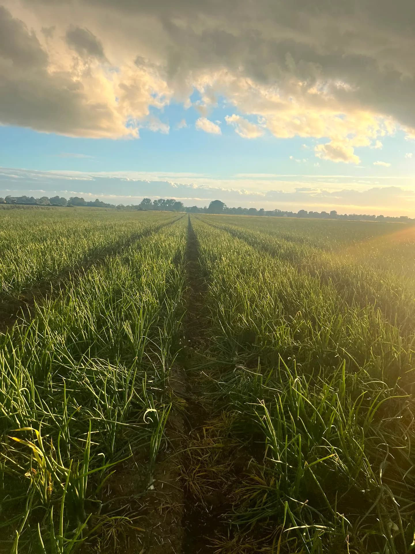 Pole cebuli o złotej godzinie, Agro-Malz