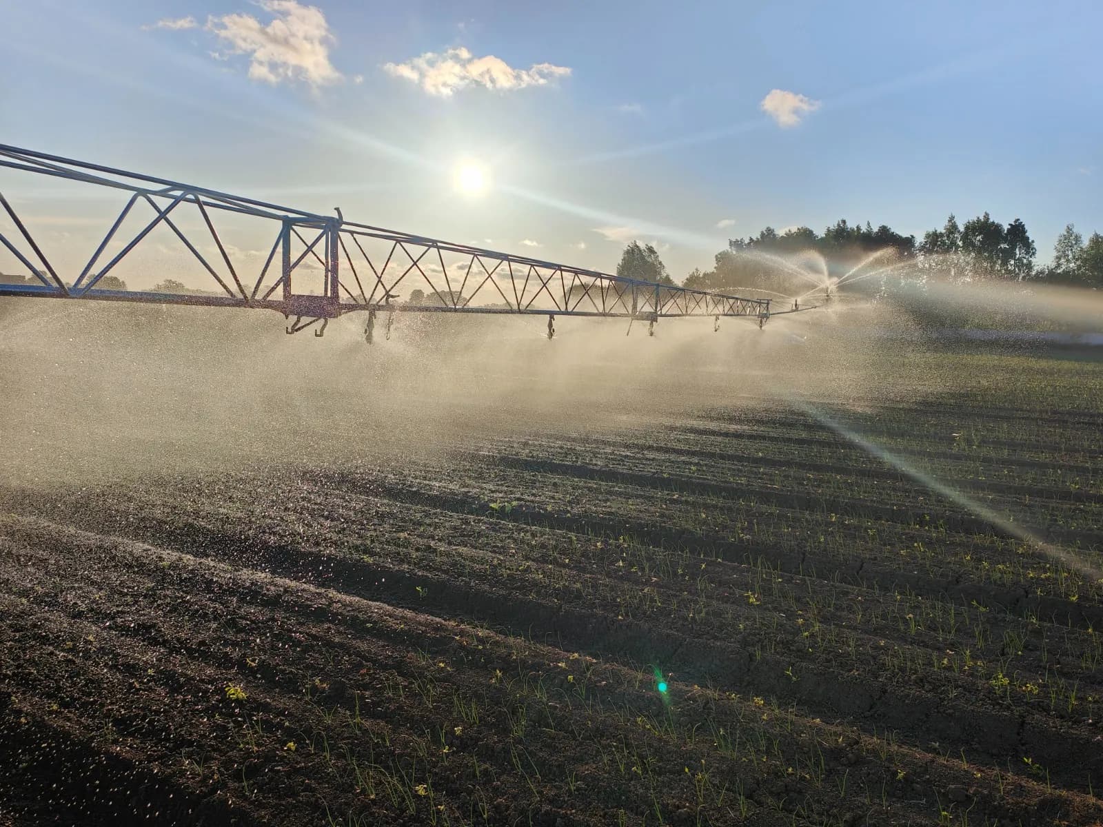 Een haspel met beregeningsboom beregent jonge ui op ons perceel op de Żuławy