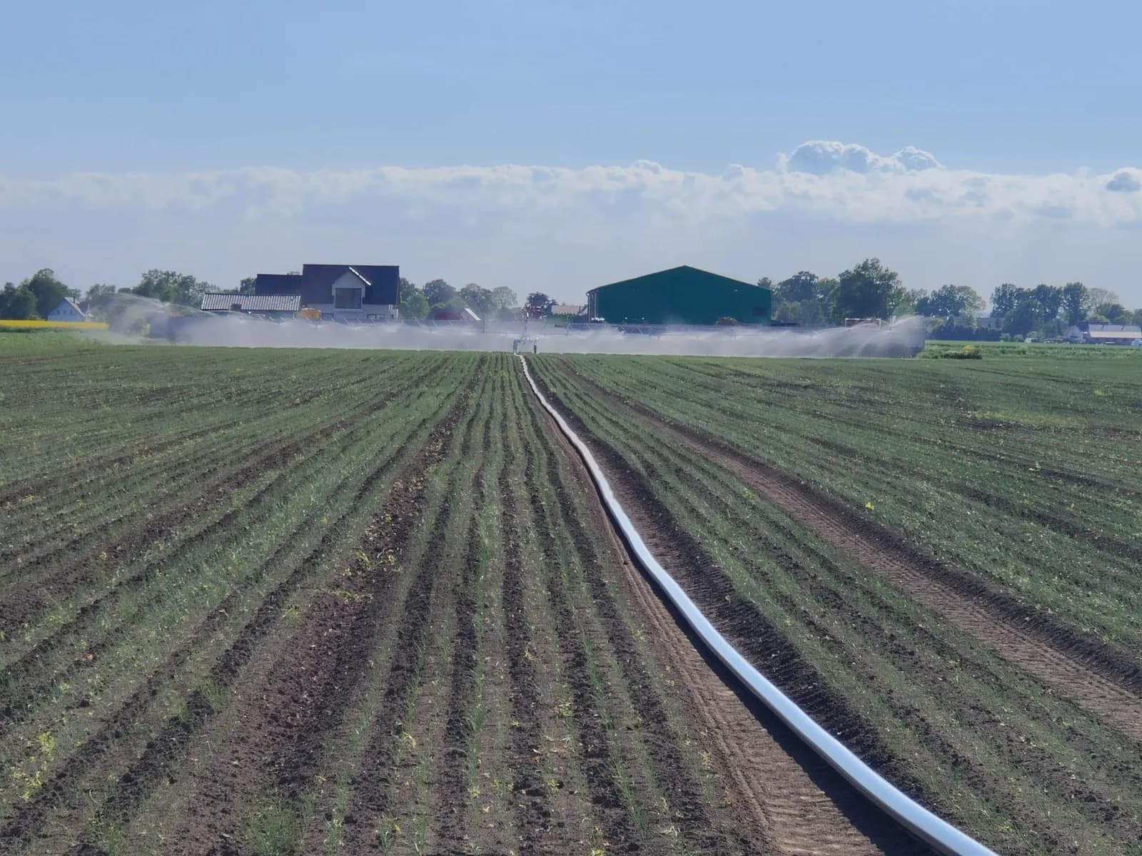 Een haspel met beregeningsboom werkt boven de rijen jonge ui, op de achtergrond de bedrijfsgebouwen