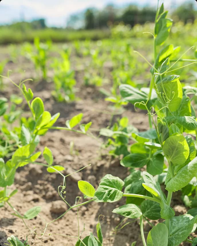 Junge Pflanzen grüner Erbsen auf dem Feld, Agro-Malz