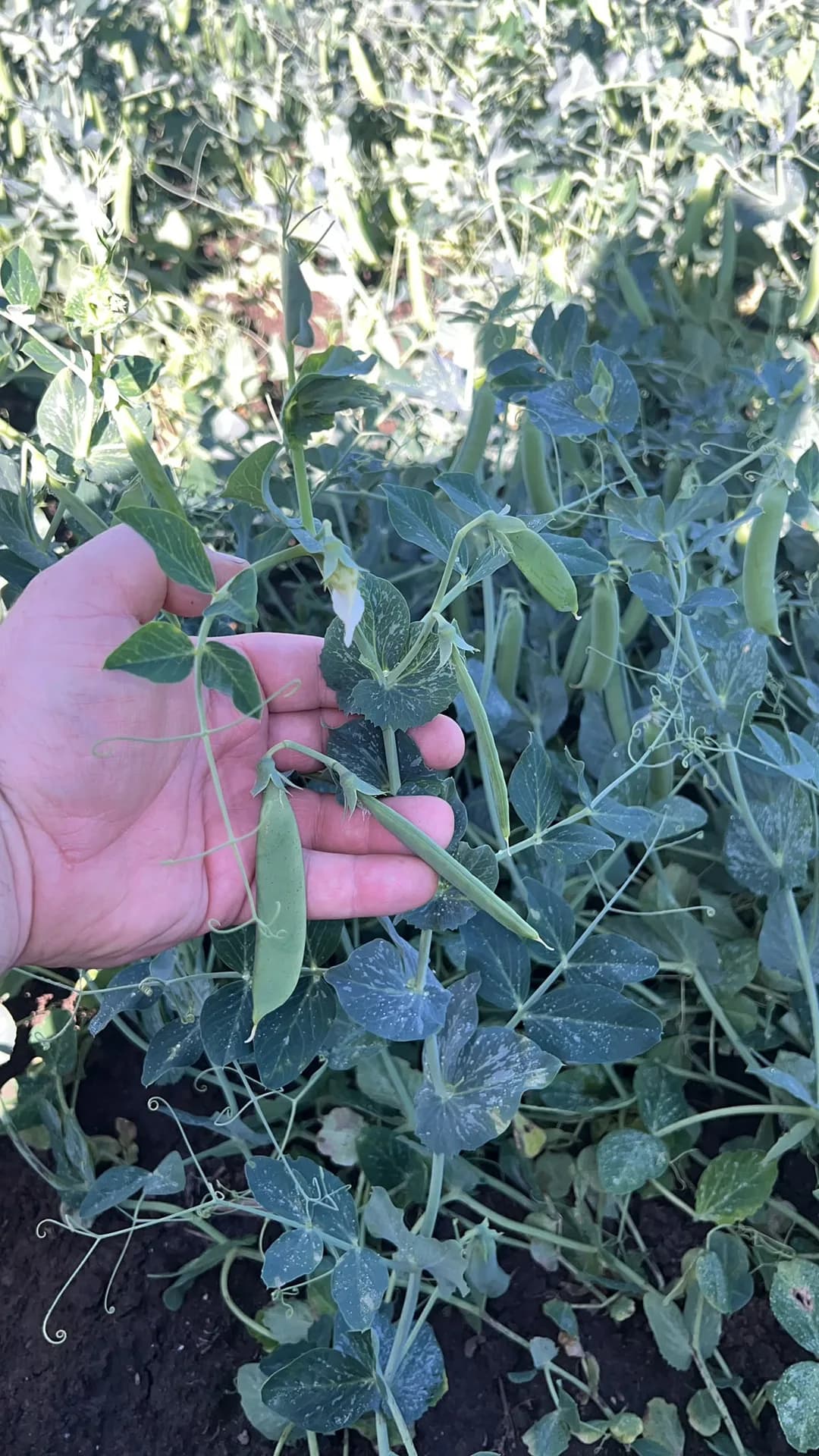 Schoten grüner Erbsen auf dem Feld, Agro-Malz