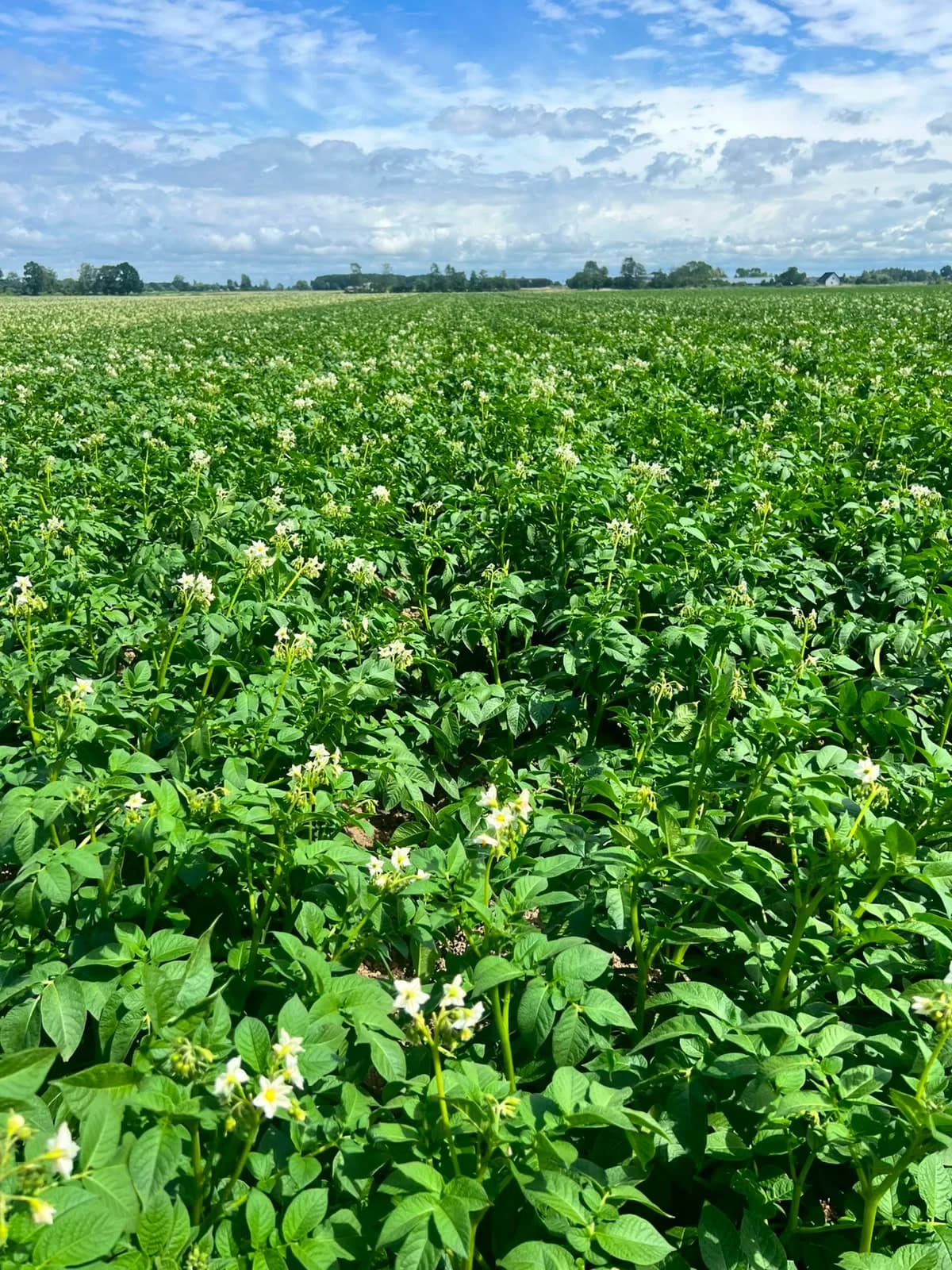 Kwitnące pole ziemniaków na Żuławach, Agro-Malz