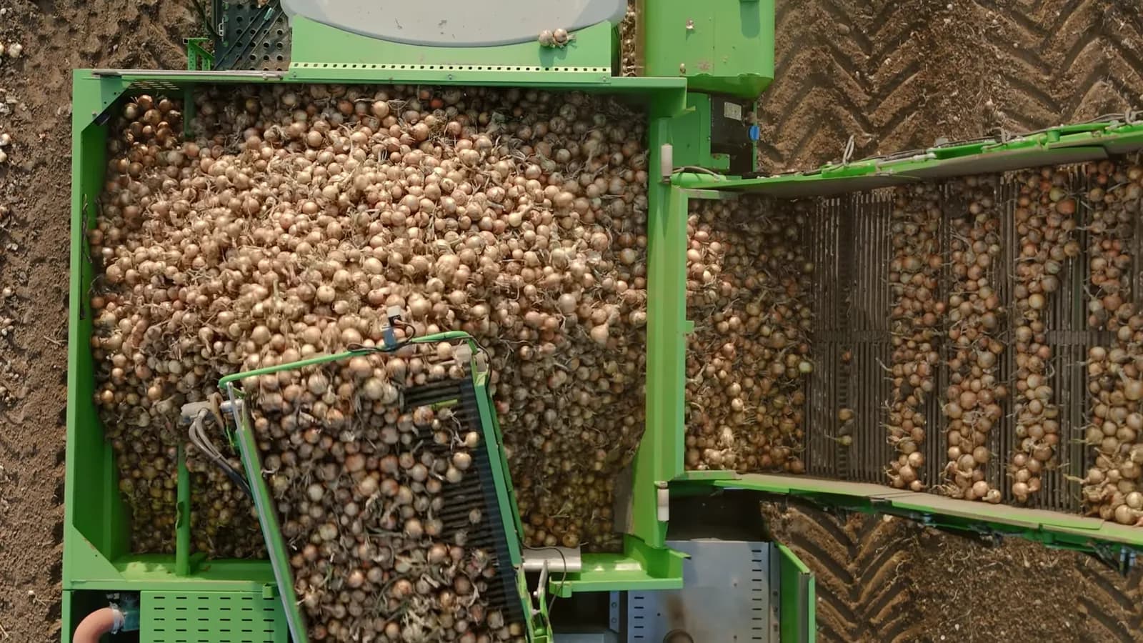 Top-down view of the AVR Puma 3 harvester with its hopper full of onions while picking up windrows