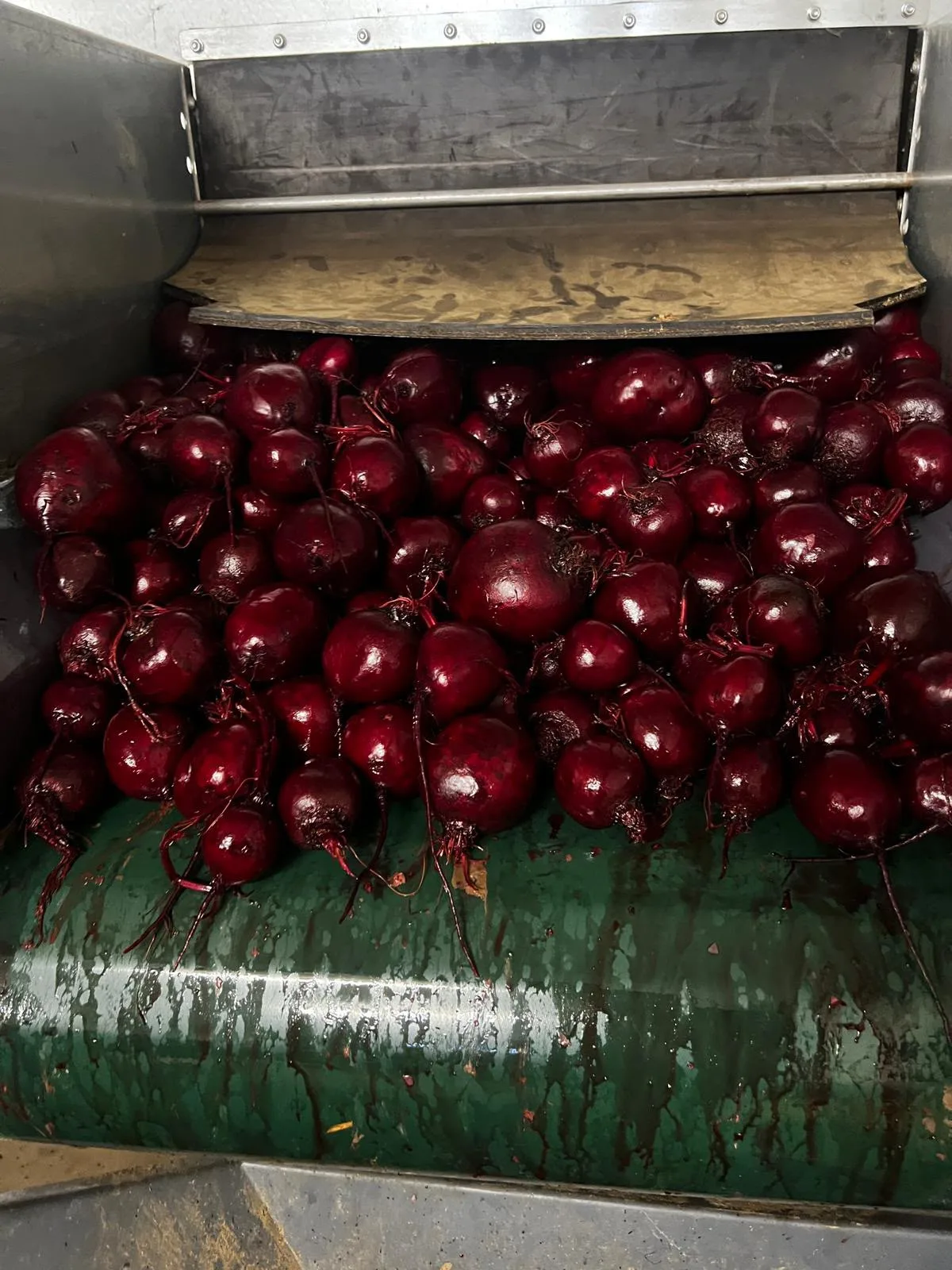 Red beets on the sorting line in our store