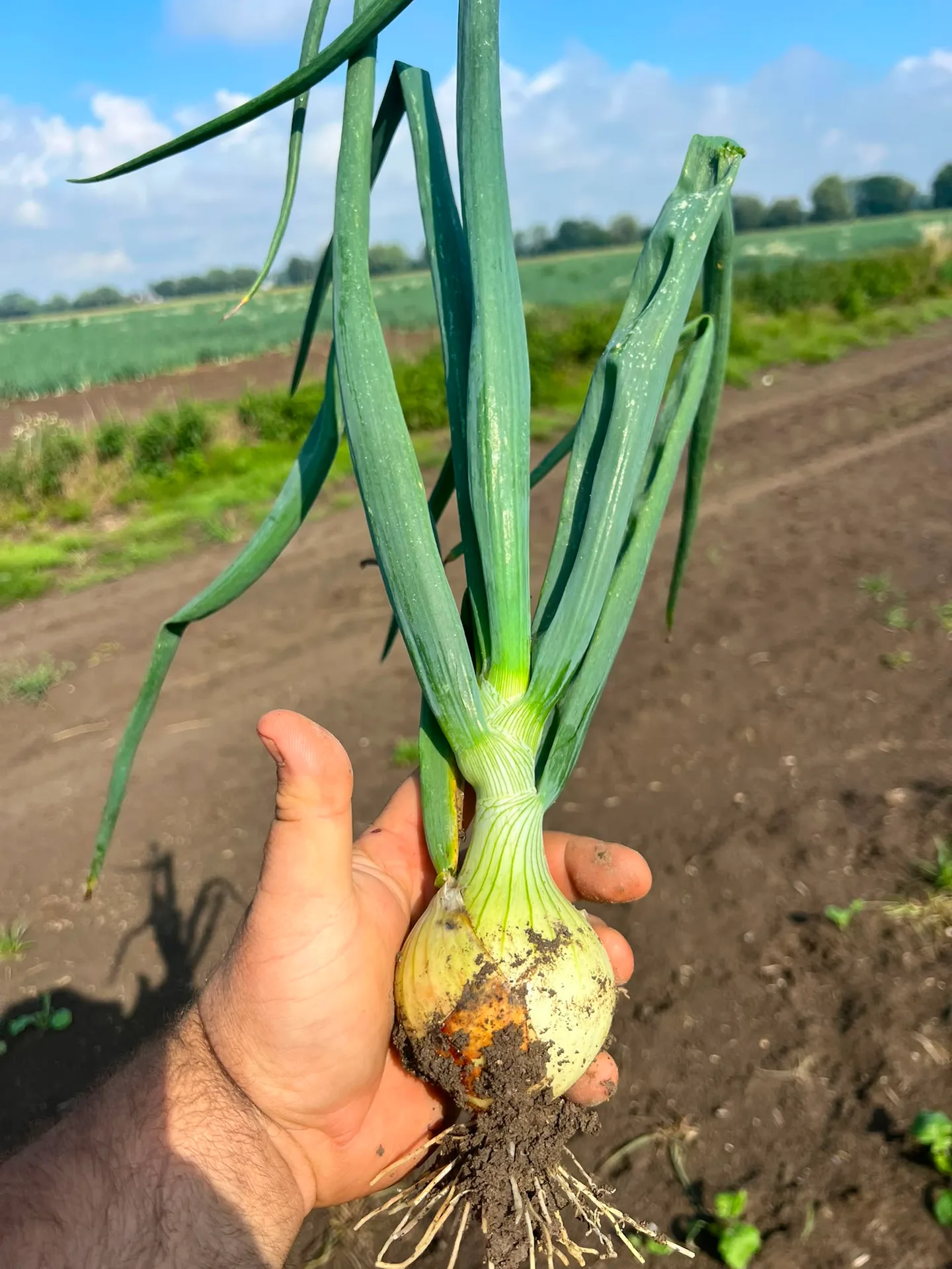 Onions from sets
