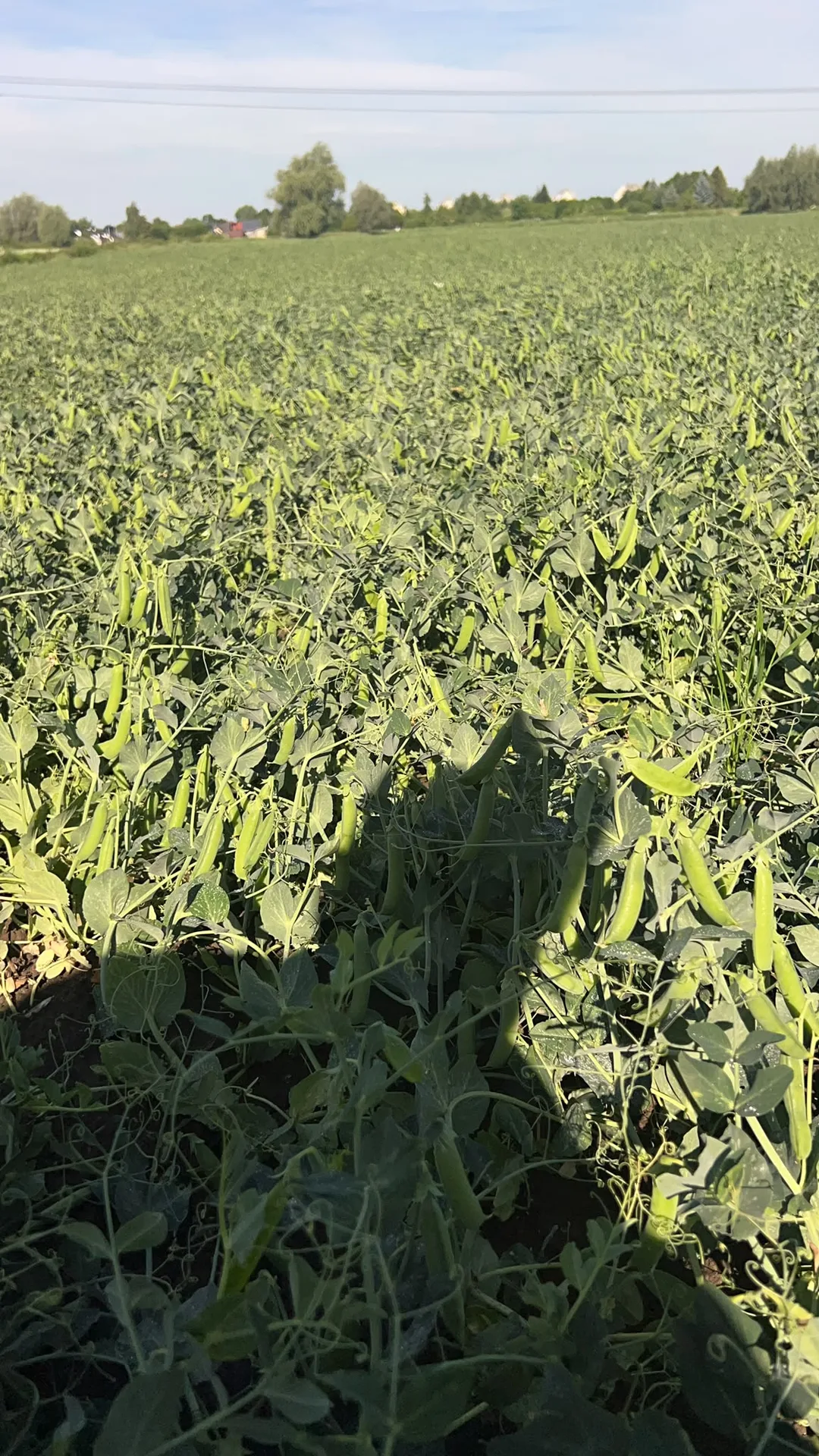Green peas