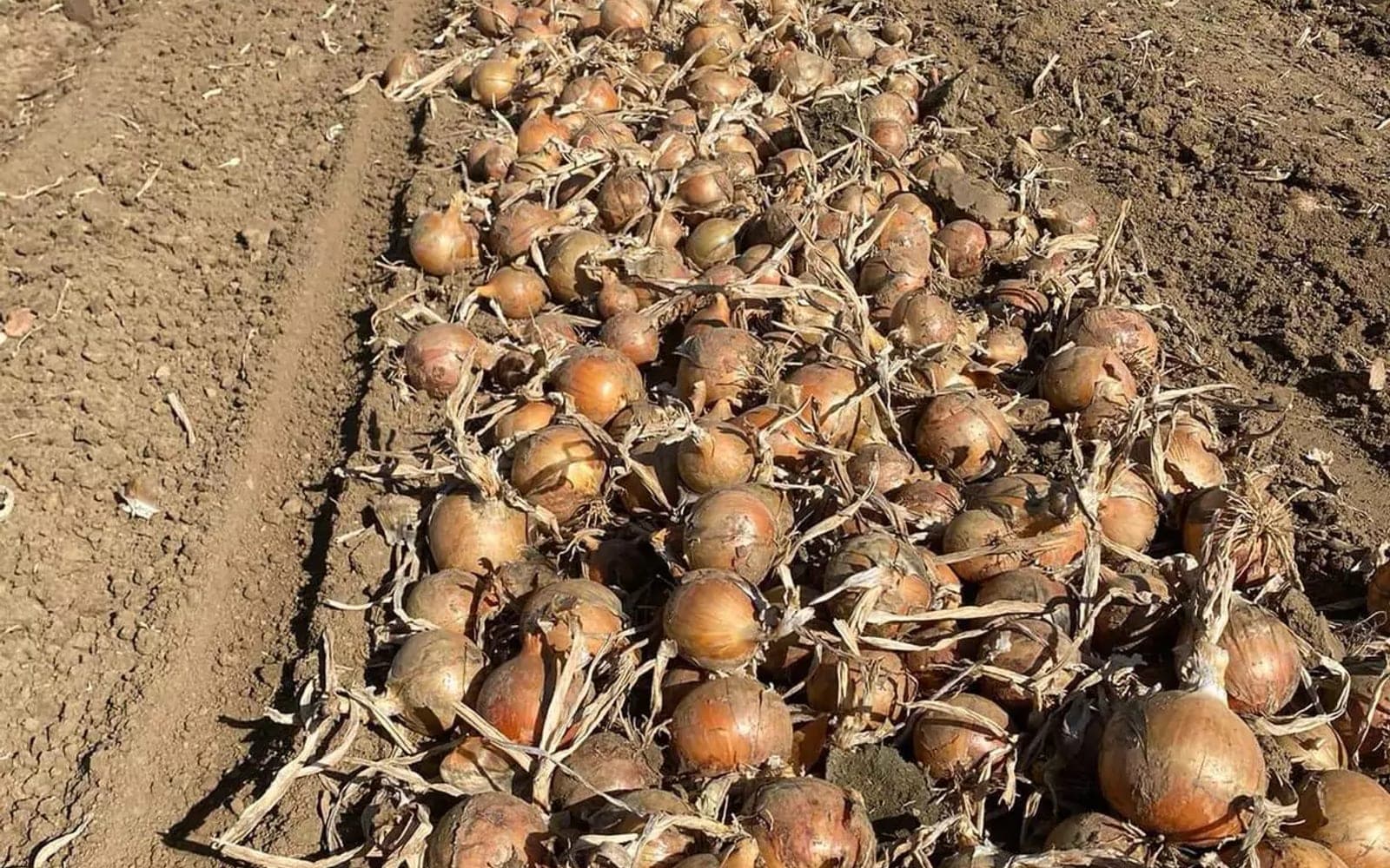 Uprawa cebuli prowadzona według zasad Integrowanej Produkcji Roślin w gospodarstwie Agro-Malz na Żuławach