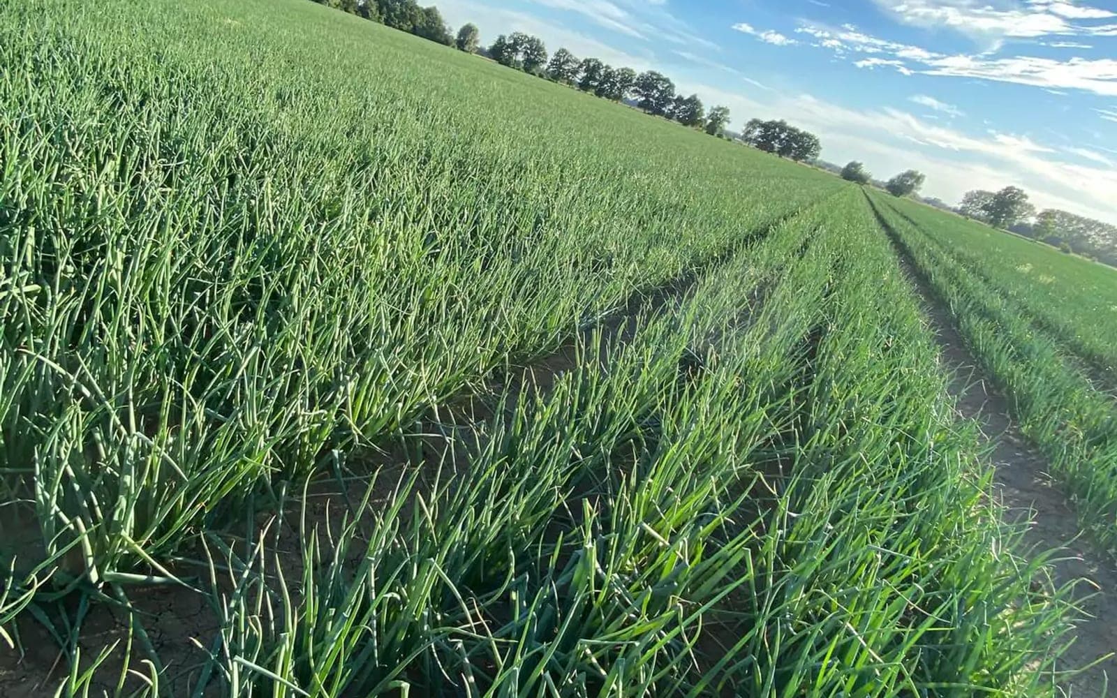 Cebula pakowana w big bagi i worki siatkowe gotowe do wysyłki hurtowej