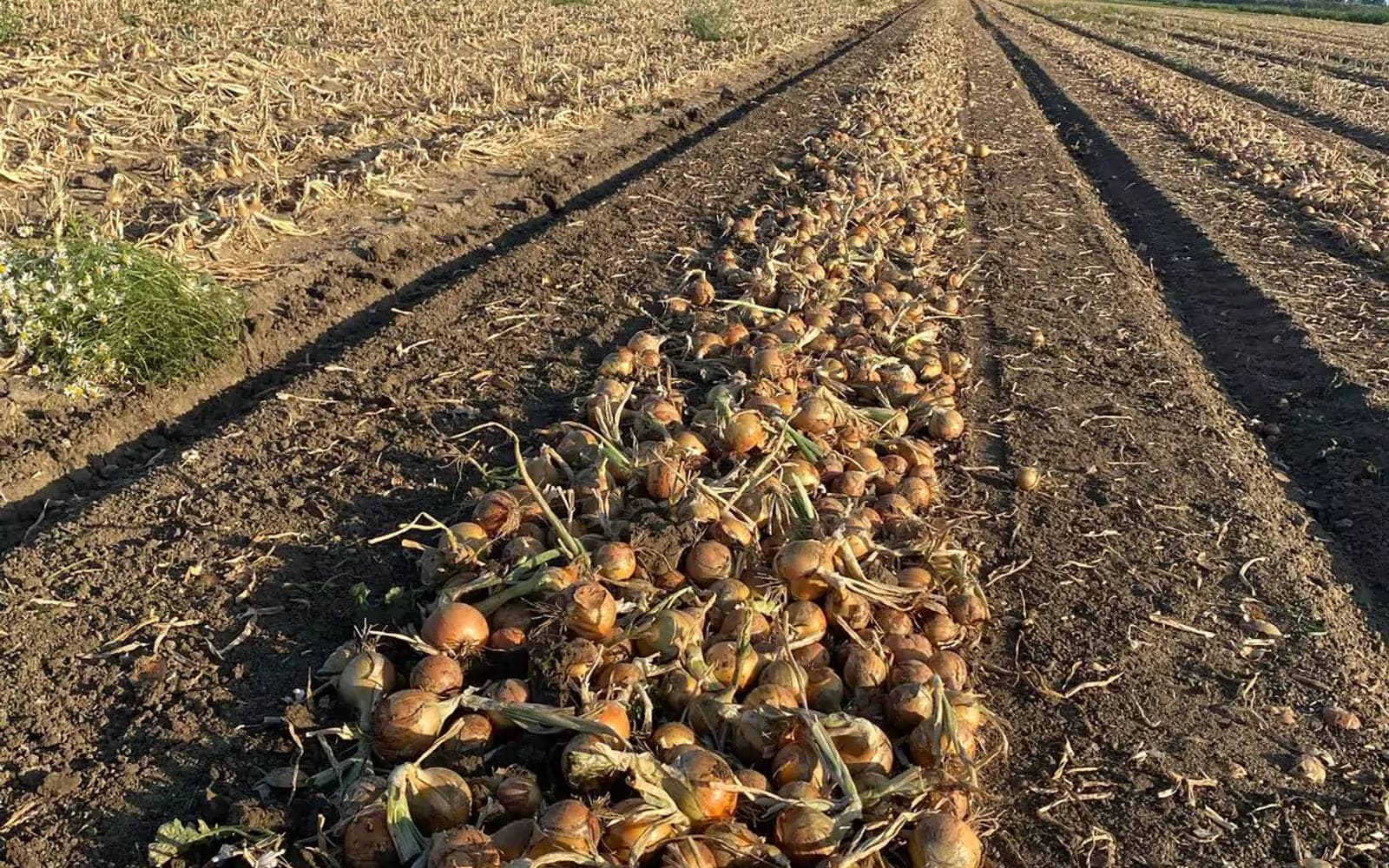 Machinepark van landbouwbedrijf Agro-Malz op de Żuławy, trekkers en machines voor de groenteteelt