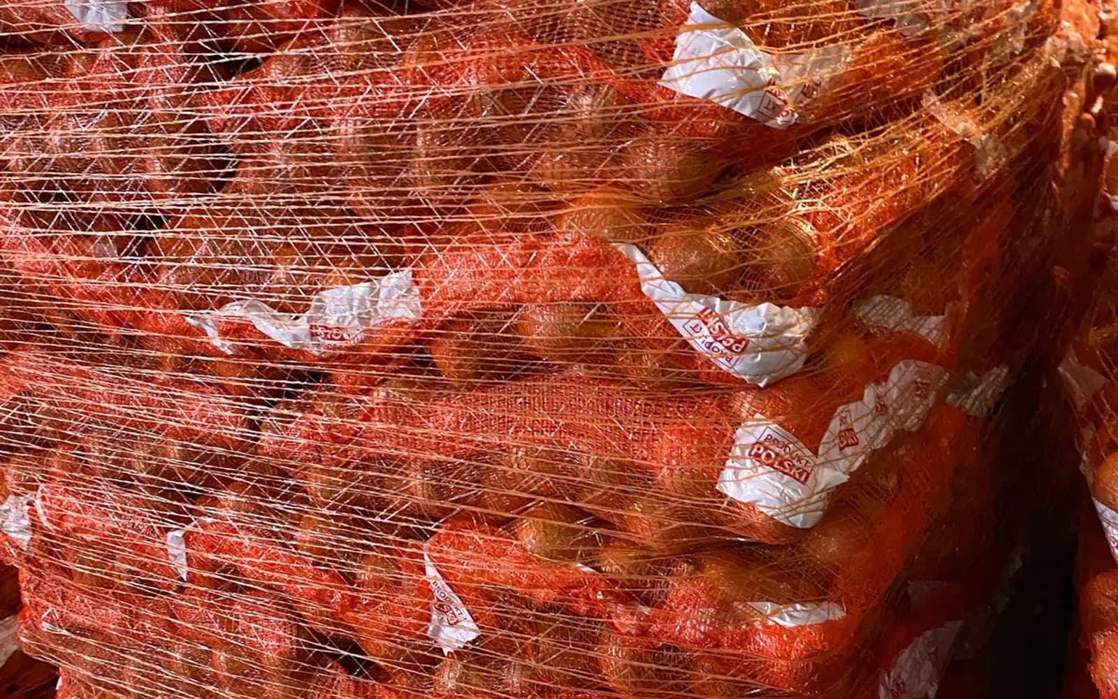 Uienoogst op een akker van landbouwbedrijf Agro-Malz in de Żuławy (tijdelijke afbeelding, te vervangen)