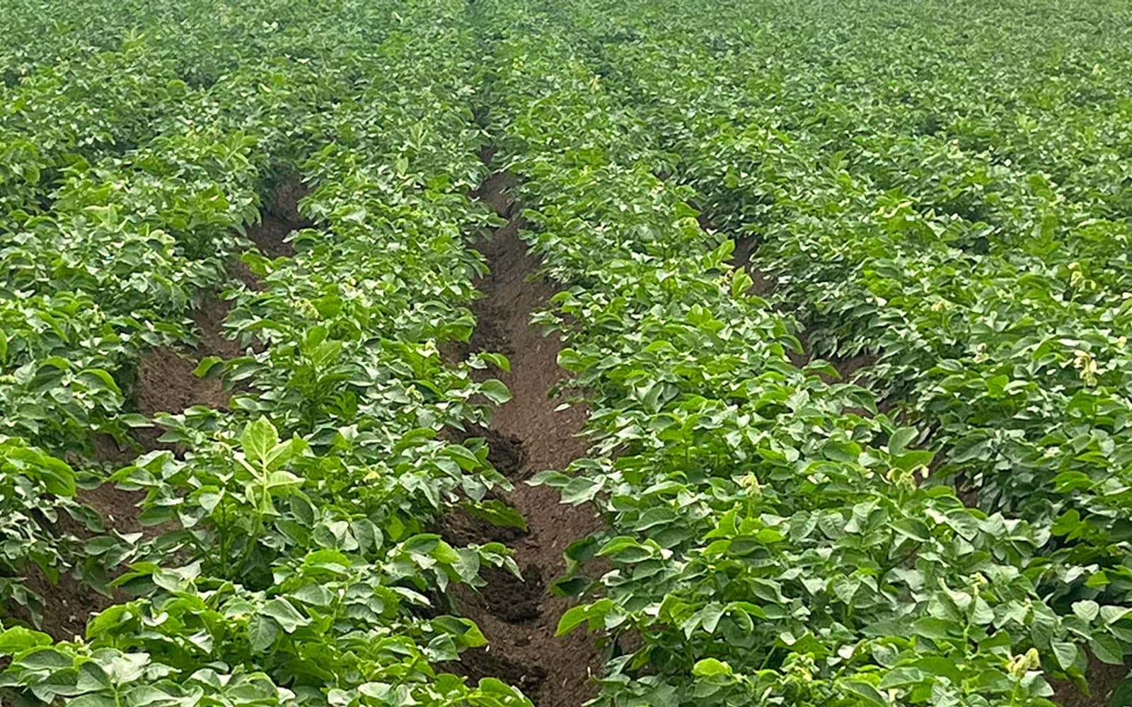 Pole na żuławskich madach w gospodarstwie Agro-Malz