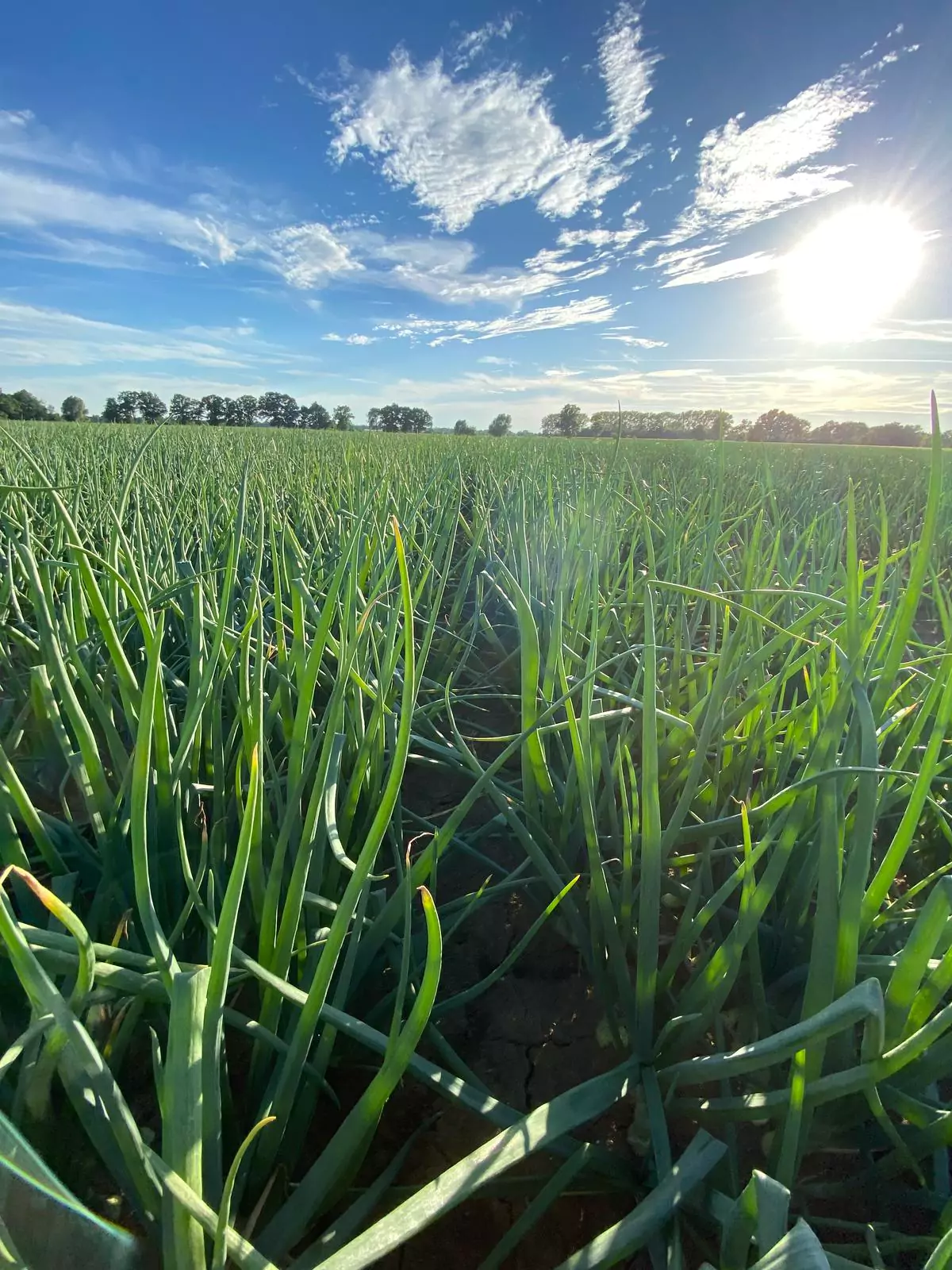 A stand of onions with dense green tops in the sun on a Żuławy field