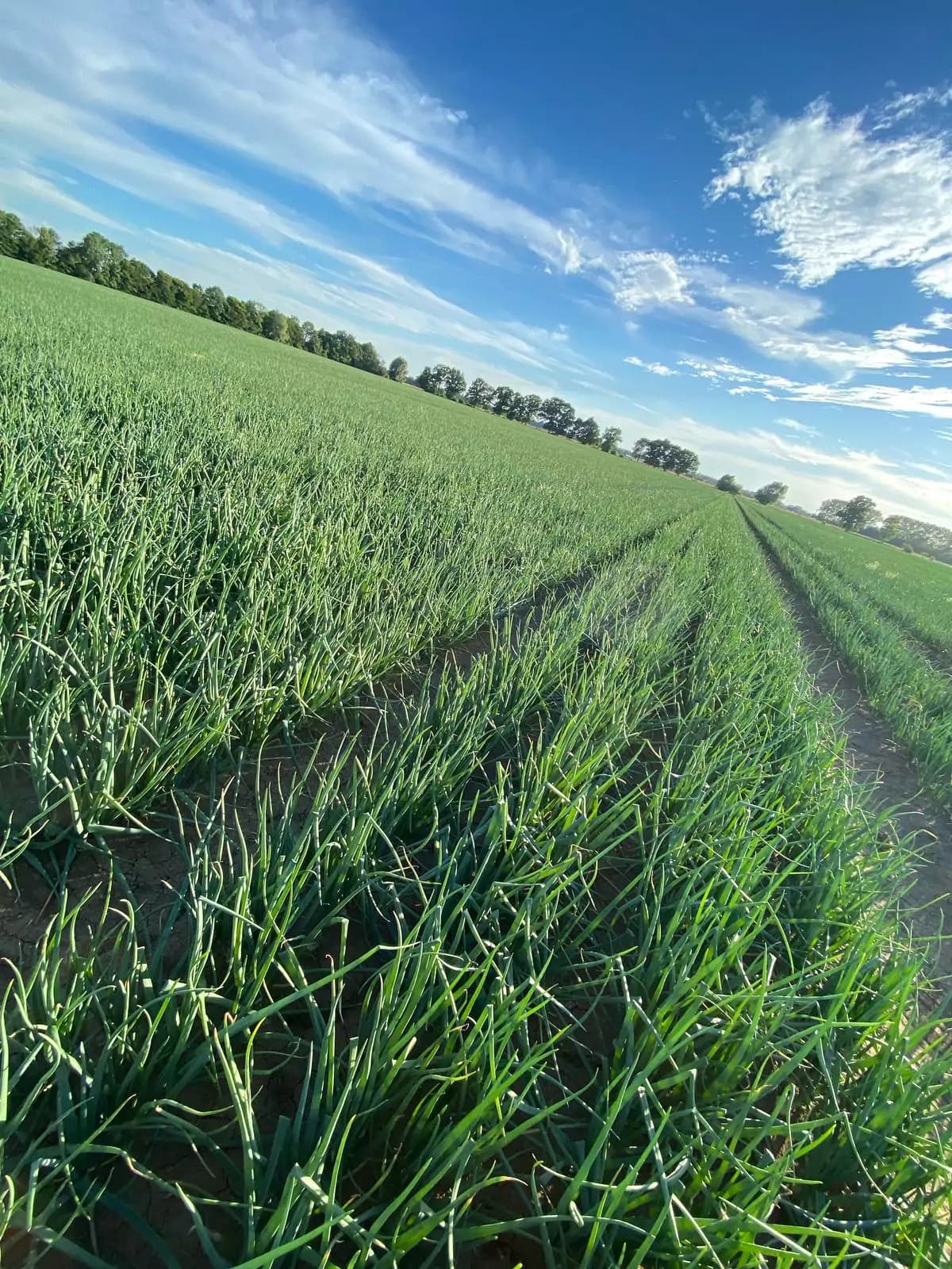 Even rows of onions on a Żuławy field, with bare soil visible between the rows