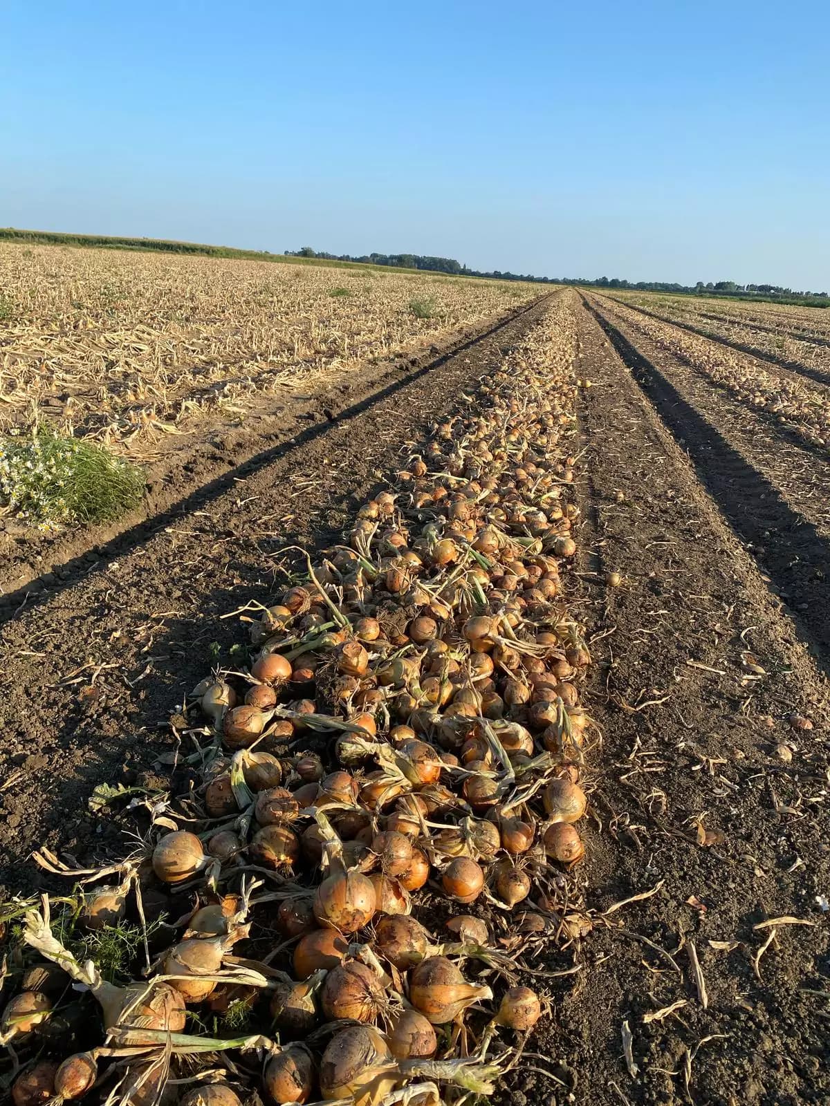 Gedroogde zwaden ui op het veld, doorlopend tot aan de horizon