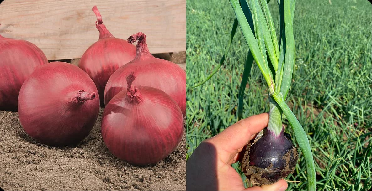 Rote Zwiebel der Sorte Redtide F1 vom Hof Agro-Malz