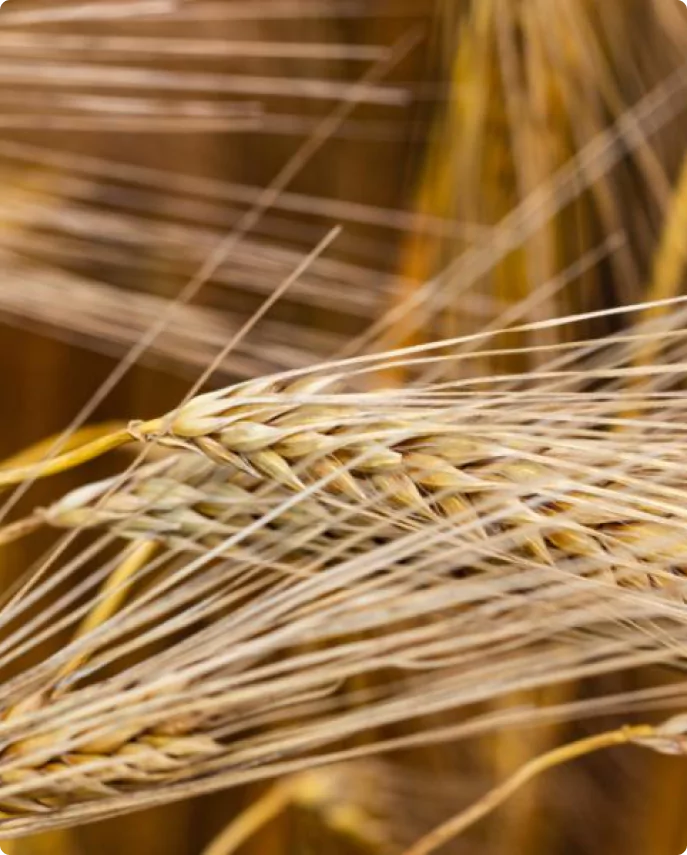Triticale